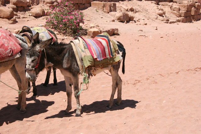 Petra